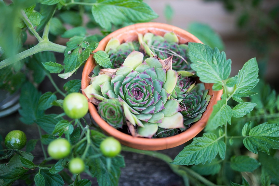 gardening has positive effects on your mental and physical well-being.